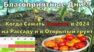 Когда Сажать Томаты в 2024 на Рассаду и в Открытый грунт благоприятные дни.