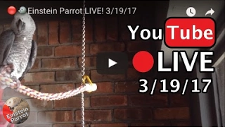 🔴🐦 Einstein the Talking Texan Parrot LIVE! Talking like crazy! 3/19/17