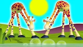 Gazoon español | Camouflage | Funny Animal Cartoons | Espectáculos Para niños