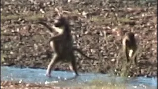 Baboons crossing river