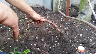 Омоложение взрослого куста винограда