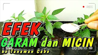 Efek Garam Dapur dan Micin apakah bagus untuk tanaman cabe ❓ eps1