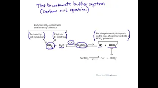 The bicarbonate buffer system