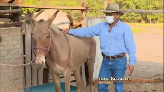 Criação de bardotos - Globo Rural 05/12/21