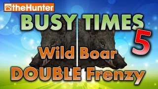 Busy Times 5 (uncut) - Wild Boar DOUBLE Frenzy - theHunter Classic