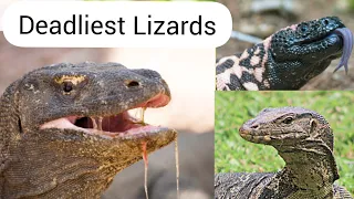 Top 8 World's Deadliest Monster Lizards.
