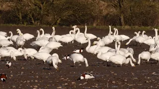 Whooping Whooper Swans   -  Olympus 100-400 plus 1.4X TC