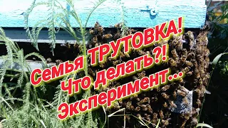 Семья трутовка,что с ней делать!? Экспериментирую....