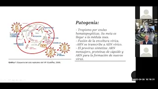 Manejo de PCR para la detección de enfermedades en felinos