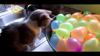 Funny_Cats Compilation _NEW_in HD 2015! #3 Классная нарезка приколов про котов и кошек! Классные пр