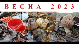 Сморчки 2023! Ура! Сезон открыт! Первые весенние грибы-разведчики в этом году! Грибы под водой.
