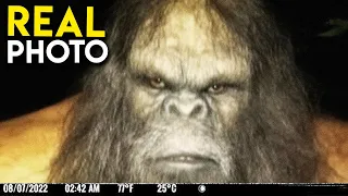 THE Trail Cam Compilation No One Believed Existed