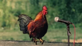 Funny Chicken Dancing - Coffin Dance Song (COVER)