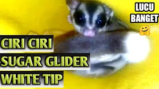 MENGENAL CIRI SUGAR GLIDER WHITE TIP