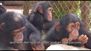 Life-long care for disabled chimpanzee Ghaa