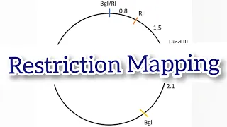 Restriction Mapping || Circular and linear DNA Restriction Mapping