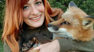 Saying good morning to my foxes AND cats