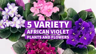 5 Variety African Violet Plants and Flowers | African Plant