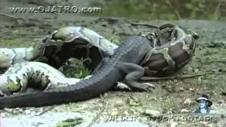 snake swallowing crocodile