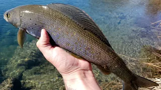 Fly Fishing a Pristine Stream for Wild Arctic Grayling in ALASKA!