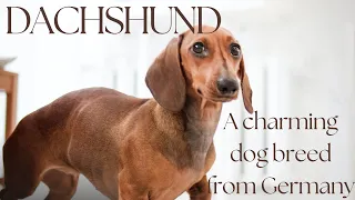 Dachshund: A charming dog breed from Germany