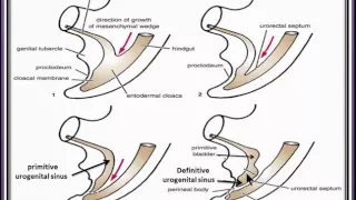 Urogenital System 7  Development of the urinary bladder introduction