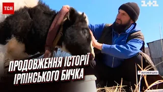 🐮💔 100 кілометрів рятував худобу під обстрілами! Історія ірпінця і його тварин отримала продовження