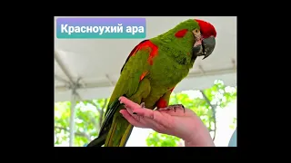 Попугай ара (виды) 🦜🦜🦜🦜