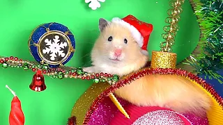 Christmas Tree Maze and Present for Funny Hamster