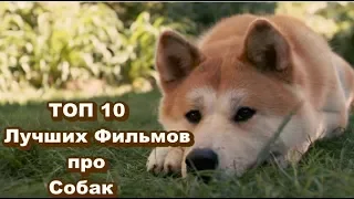 ТОП 10 Лучших Фильмов про Собак