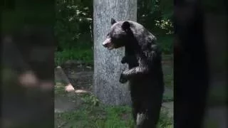 Pedals bipedal bear sighting