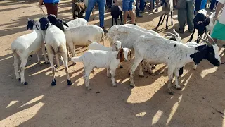 Feira de Animais em Santa Cruz do Capibaribe PE Cabras Bodes 🐐🐐 03/07/3023