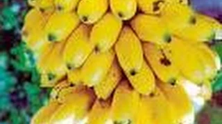 Cultivo de Banano Bocadillo o Murrapo con Buenas Prácticas- TvAgro por Juan Gonzalo Angel