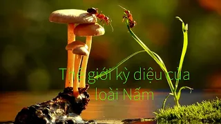 Sự kỳ diệu của thế giới loài Nấm.