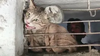 The Cat's Head trapped in Metal Shop Windows