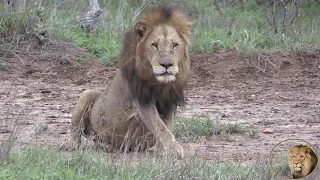 The Last Old Shishangaan Male Lion Alive - Brother Of The Late Xihamham
