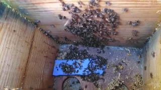 quick peak during inspection in the layens hive 2/20/22