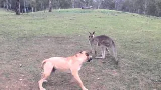 Dog And Kangaroo Play Tag