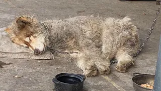 The Alaska dog was tied, and it looked very bad. Women took care of it and finally rescued it.