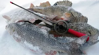 КАК МЫ С ГЛУХОЗИМЬЕМ БОРОЛИСЬ! Рыбалка на безмотылку в январе, ловля сорожки и окуня