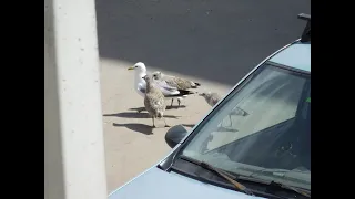 Сизая Чайка (Larus canus) с птенцами. Переяславль-Залесский 30.06.2022