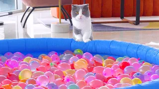 Can Cats Walk On Water Balloons?