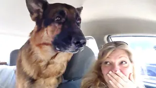 German Shepherd dog suddenly realizes he is at the vet🤣 Funny Dog's Reaction