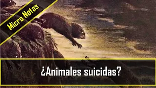 ✅  El mito de los LEMMINGS SUICIDAS - Micro Notas