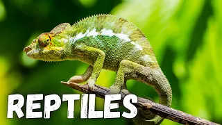 All About Reptiles - Educational Video for Kids