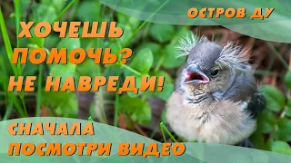 Птенцы слётки. Не спасать? 😳 Как спасти птенца выпавшего из гнезда? | Остров Ду – Добры канал