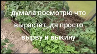 Томаты без рассады на подоконнике это не миф, а реальность. Но подходит не для всех регионов.