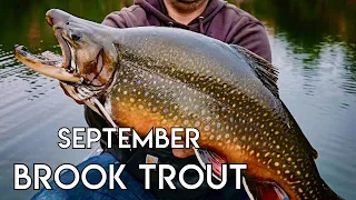 Fall Brook Trout