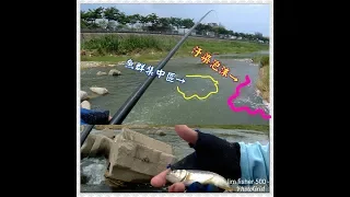 原生魚能適應劣質水域嗎?!
