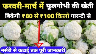 ग्रीष्मकालीन फूलगोभी की खेती | Garmi mein phool gobhi ki kheti | cauliflower farming in summer Hindi